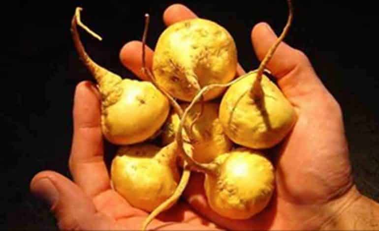 maca peruana historia