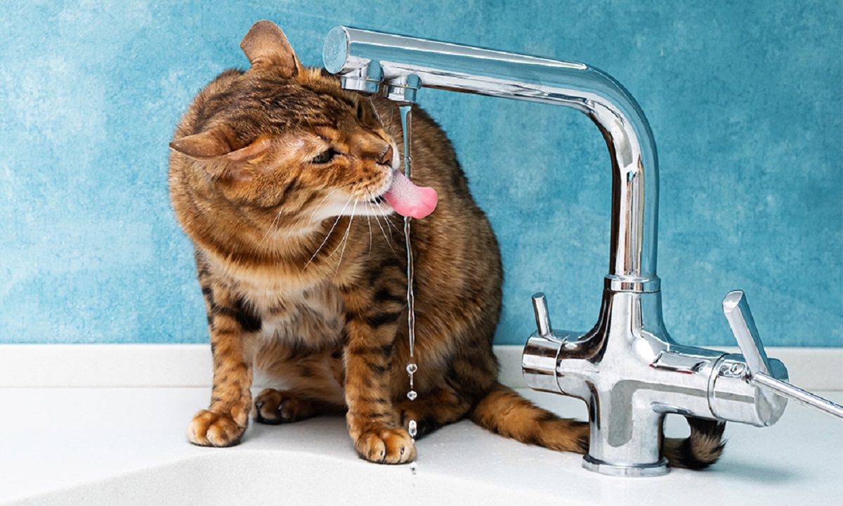 Colocando gatos no caminho para uma boa hidratação Colocando gatos no caminho para uma boa hidratação