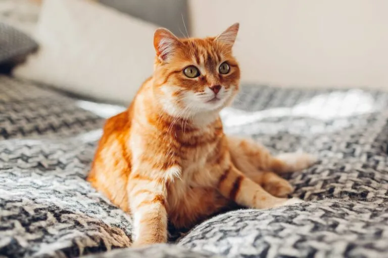 Gato Amarelo