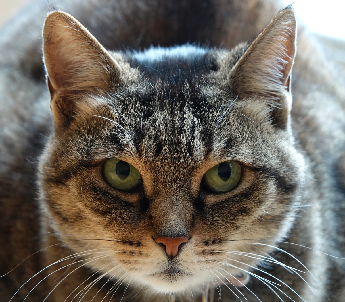 Gato com pupila dos olhos muito dilatadas Gato com pupila dos olhos muito dilatadas